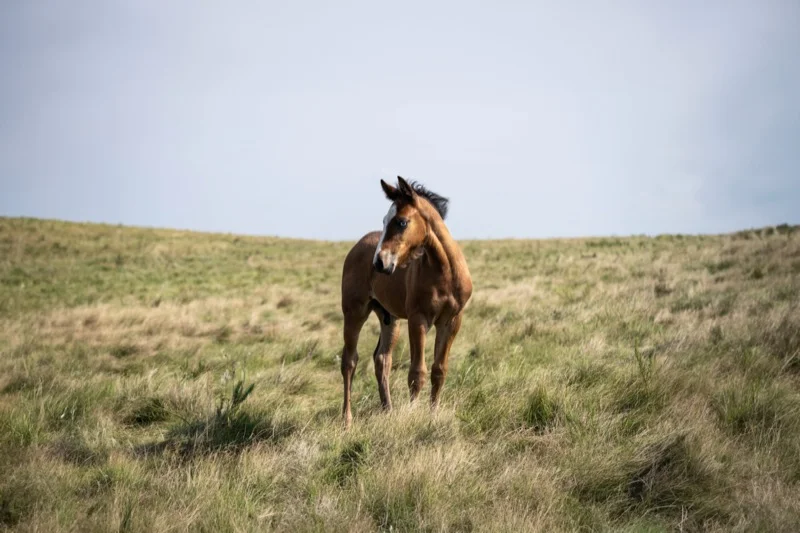 Paard en ruiter in sprong