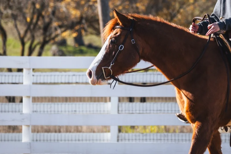 Paard in galop