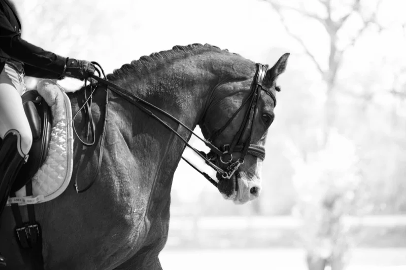 Paard portret