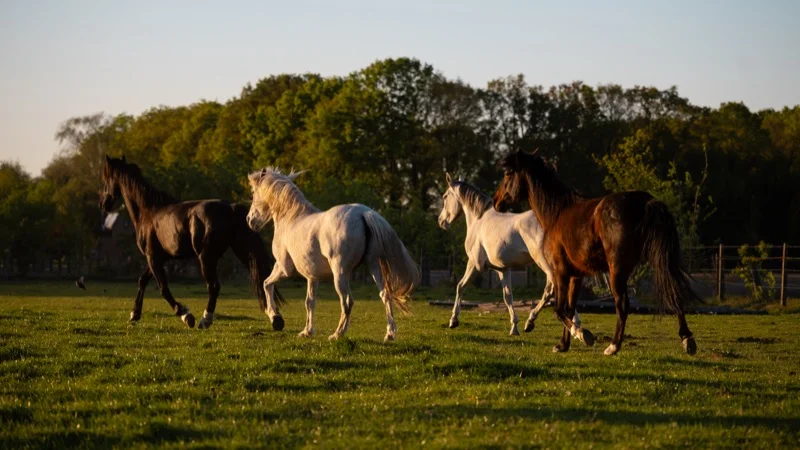Paard in sprong