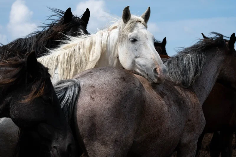 Dramatic equine photography — a defining moment frozen in motion